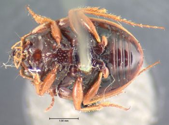 Media type: image;   Entomology 128 Aspect: habitus ventral view